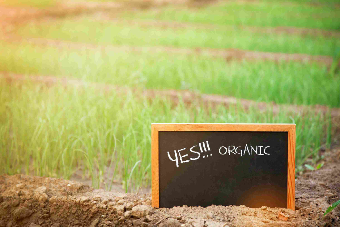 Yes! Organic Chalkboard Sign in Garden Covered with Sprouting Seeds