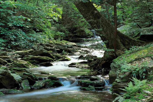 Waterfall in Lush Green Forest