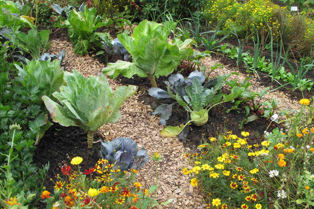 Permaculture, Polyculture, and the Homestead Garden